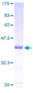 SDS PAGE (CDA-0894H).jpg